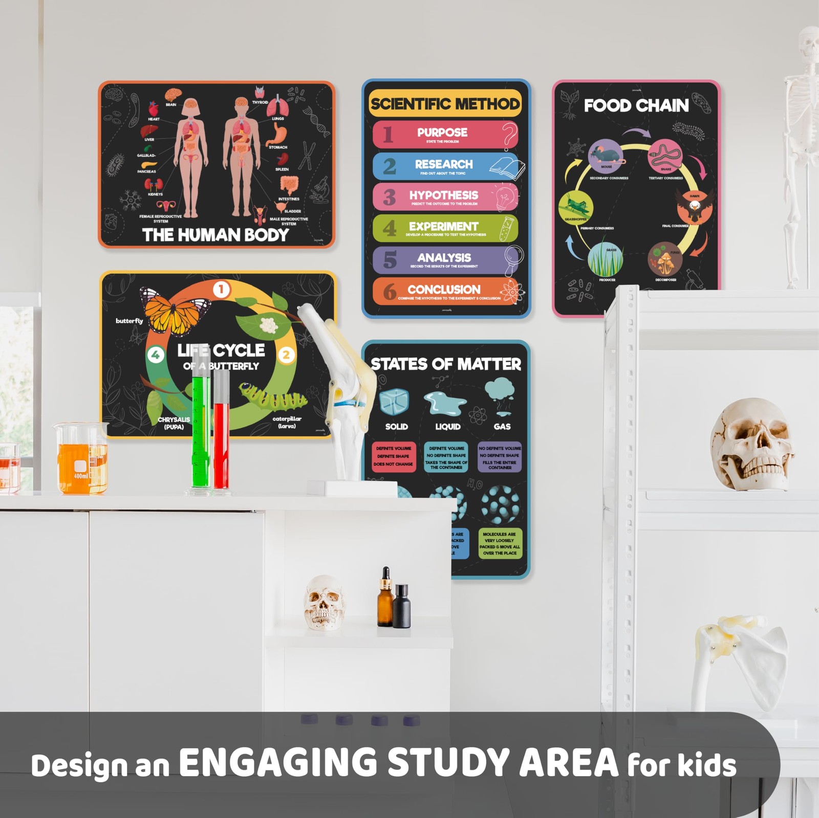Jackinthebox 12 Science Posters For Classroom – 12 X 17 Inches Laminated Middle