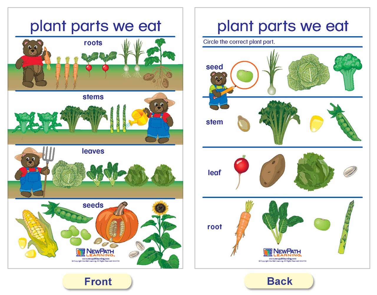 Newpath Learning Newpath All About Plants Bulletin Board Charts – English