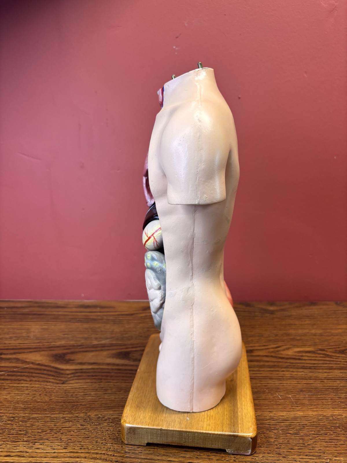 Vintage Human Anatomy Torso Model 13.5” Medical Teaching Display Missing Parts