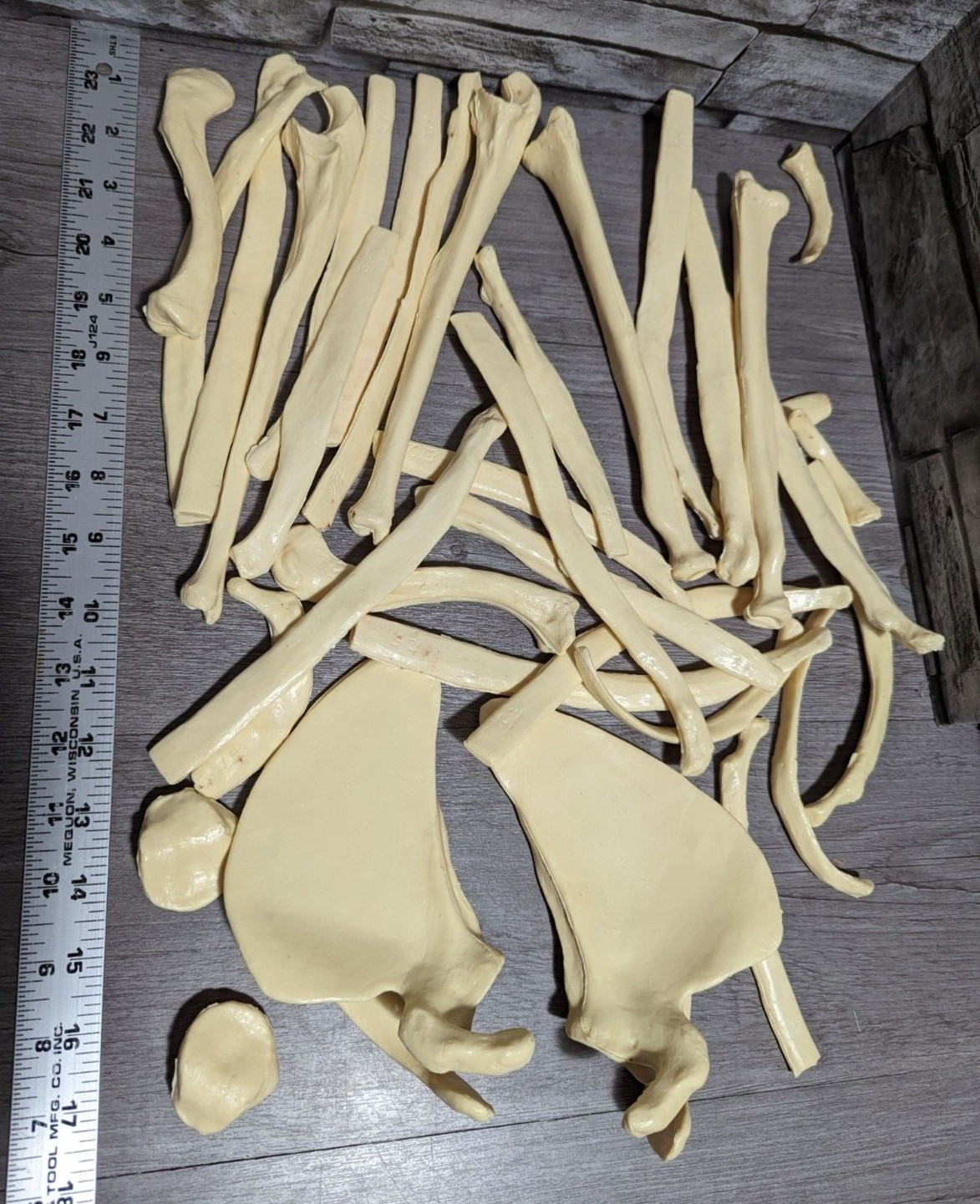 Large Lot Of Anatomical Replica Bones Model Medical Educational Halloween Prop