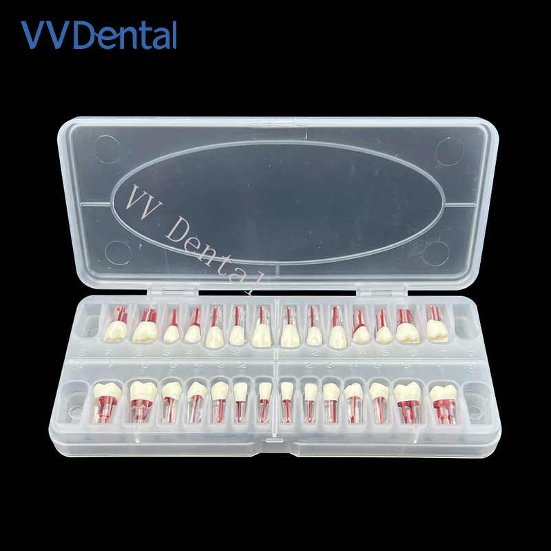 28pcs Dental Endodontic Teeth Model Full Mouth Root Canal Block Training Tooth