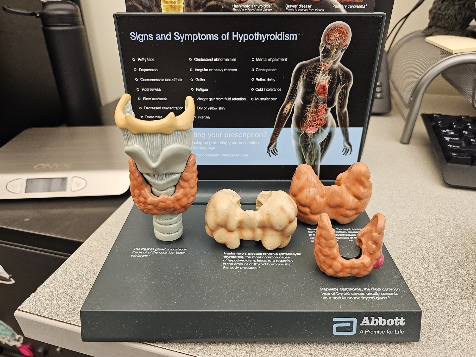 PVC Anatomical Thyroid Model w/Removeable Parts & Education Card. USED !!!