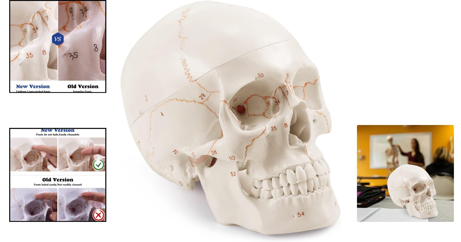Fully Framed White Skull Anatomy Model – Ideal for Medical Learning Environments