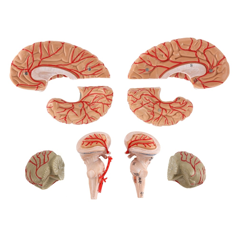 Anatomically Accurate 8-Part Human Brain Model Anatomy Science Teaching Medical