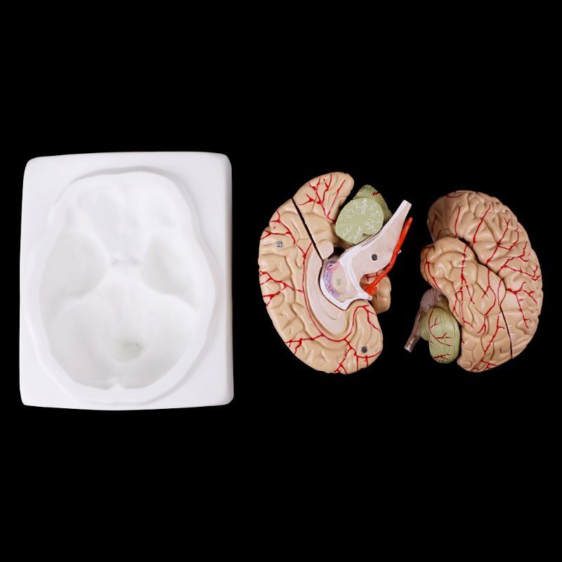 Human Brain Model Anatomical Anatomy Medical Teaching Education Study Science