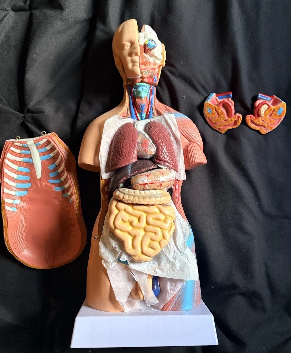 NURSING STUDENTS!!!!!Human Torso Anatomical Model with Removable Organs