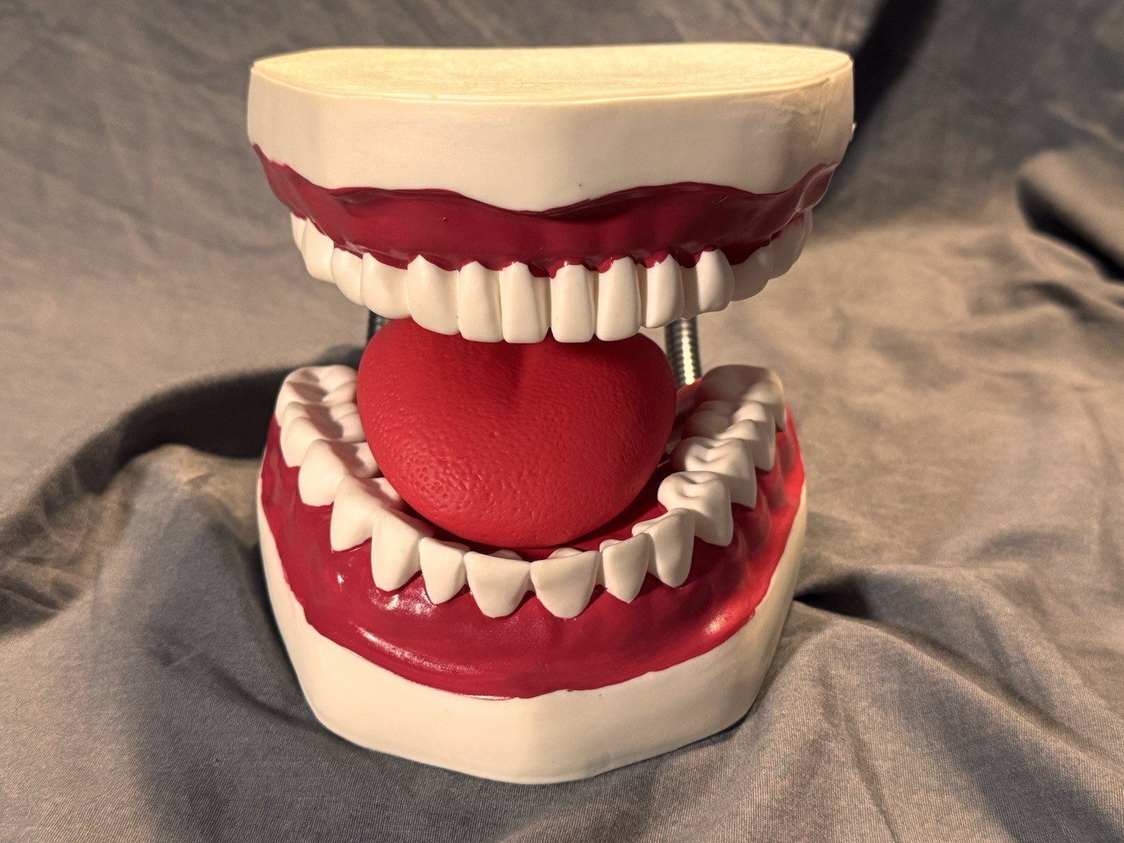 Large Dental Teeth Mouth Model w/ Removable Tongue Dentist Teaching Display Prop