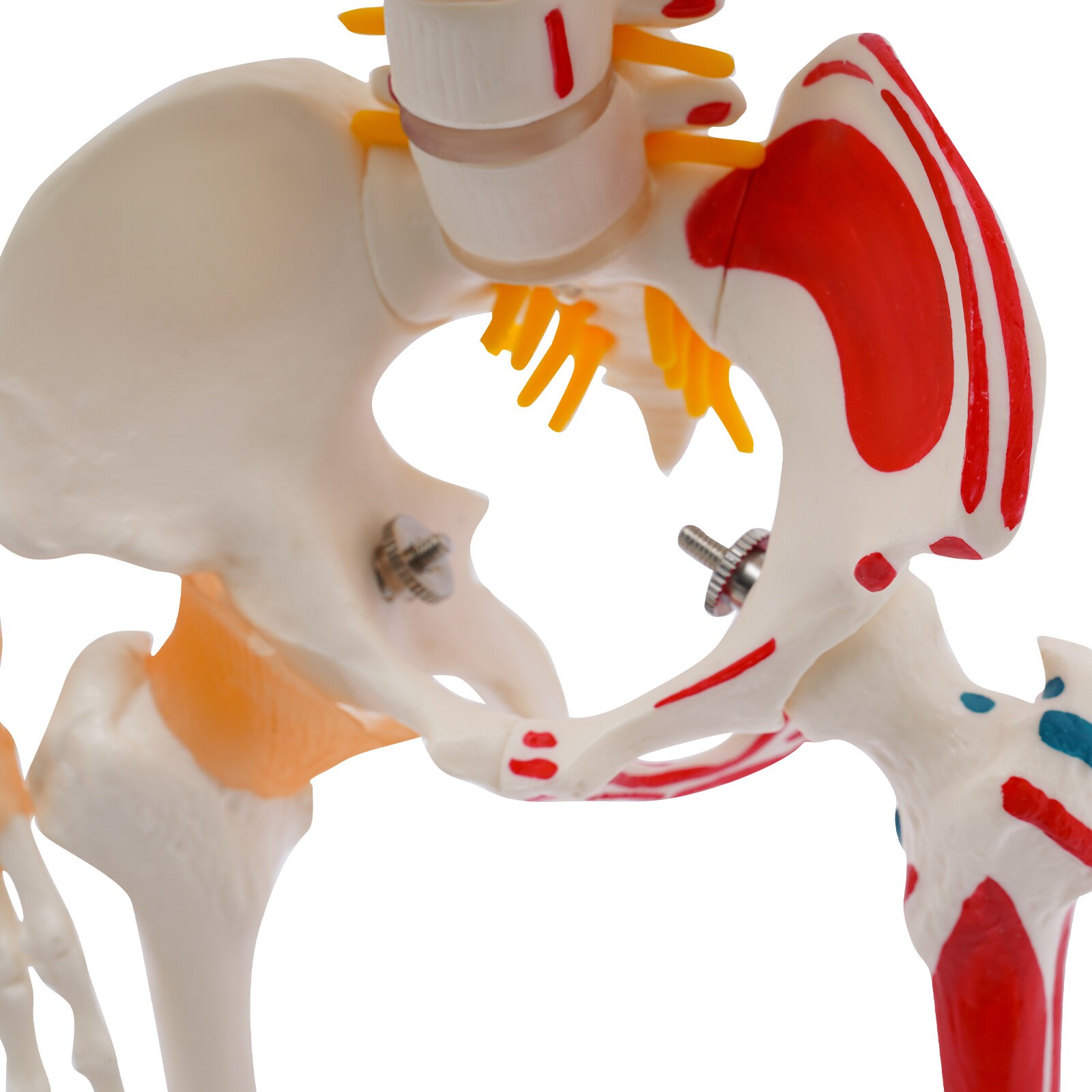 34″ Hanging Style Human Skeleton Model For Doctors’ Office or Anatomy Classroom