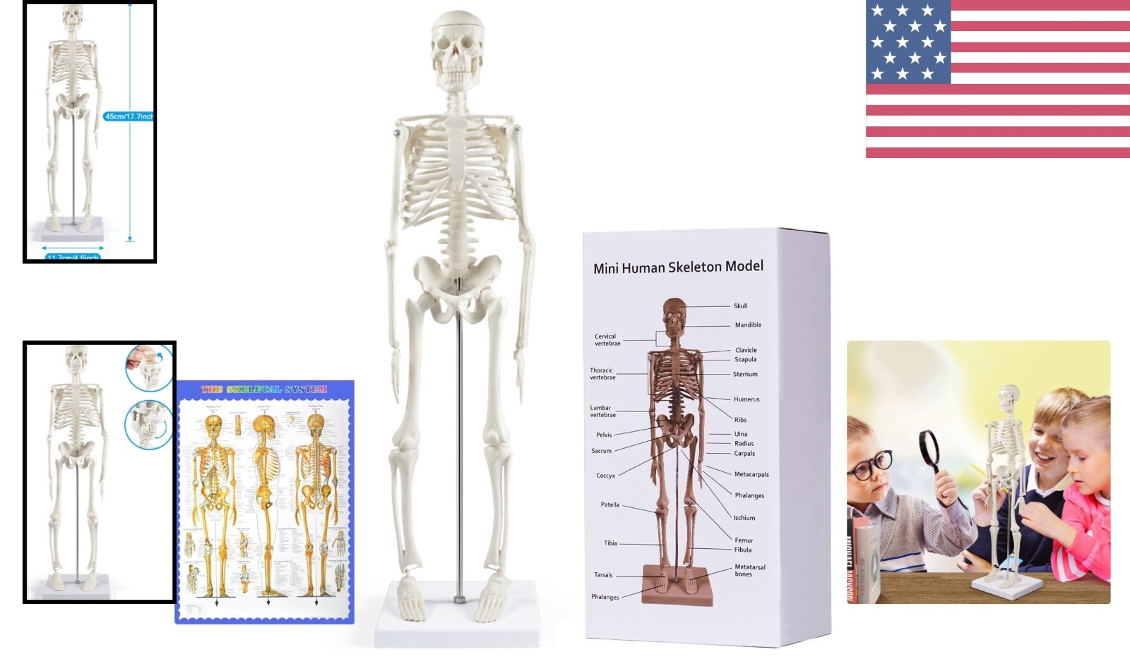 Realistic 17” Anatomy Skeleton Model with Flexible Arms & Legs – Educational Aid