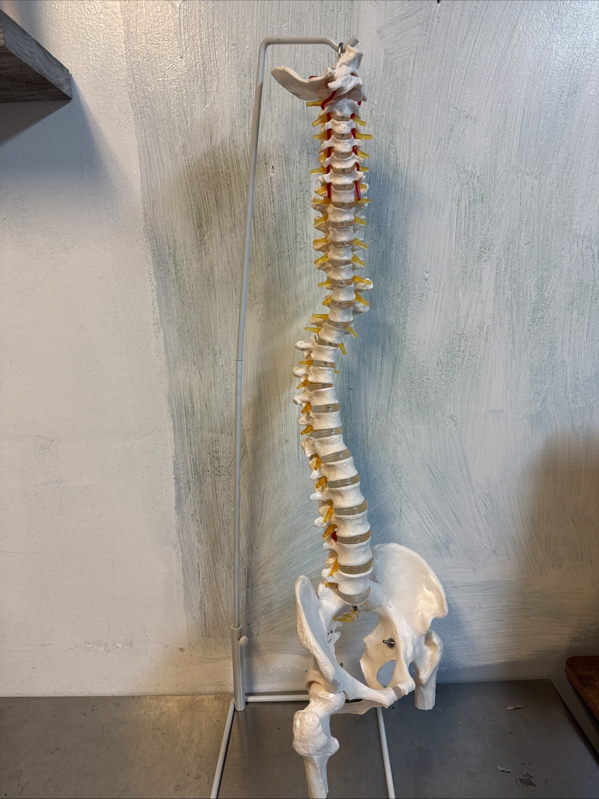 NEW HORIZON Scientific Spinal Cord Model,Skeleton Model -34″ Life Size Spinal…