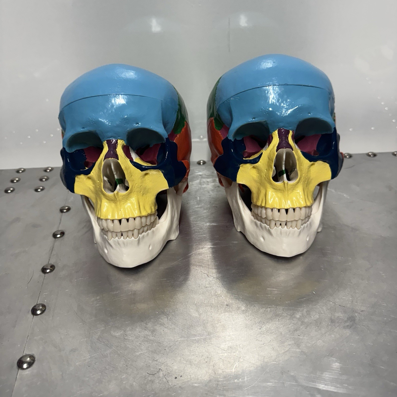Human Skull Anatomical Model Scientific Classroom Model Lot Of 2