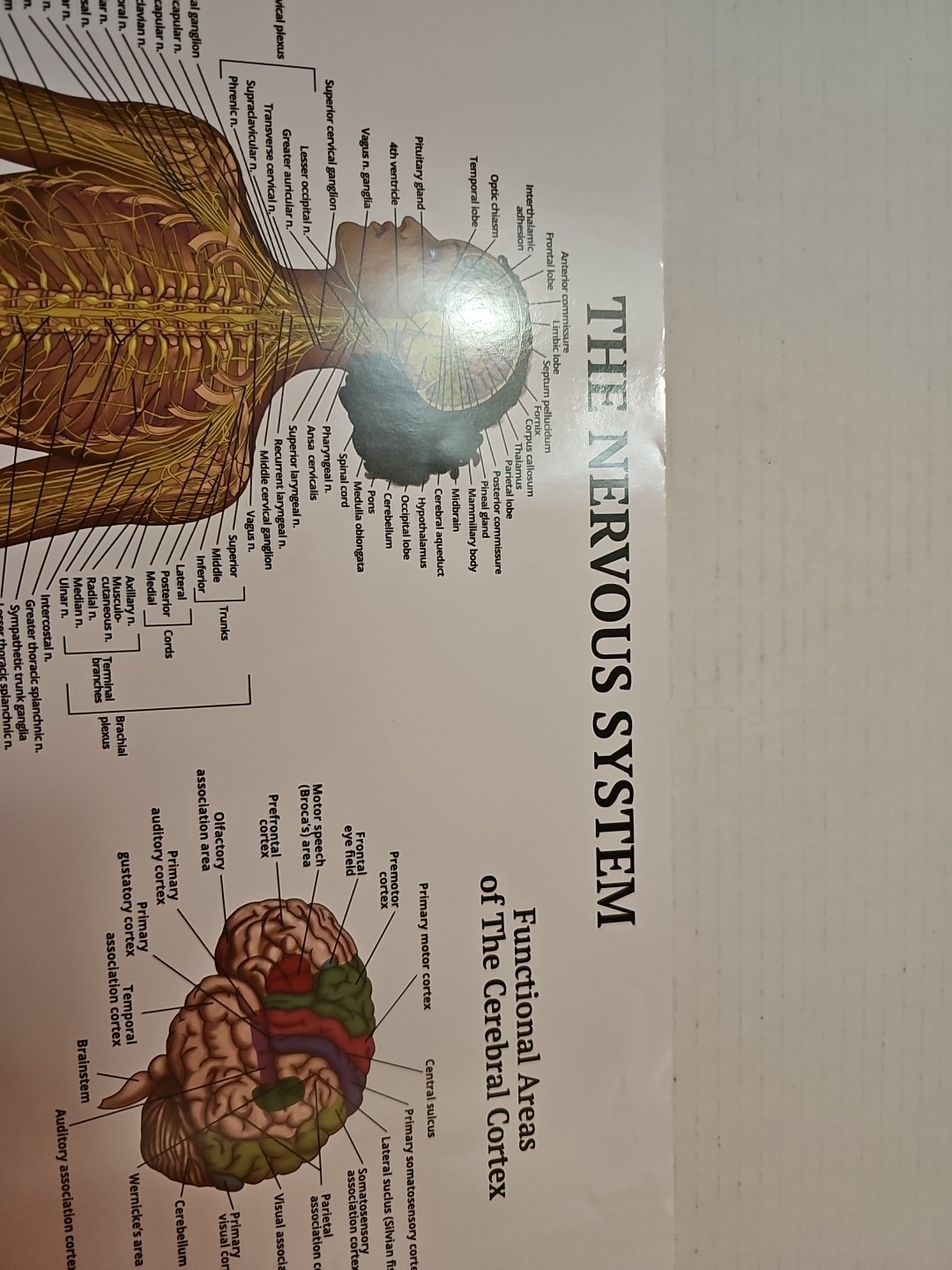 The Nervous System – 2 Sided Medical Poster 29.5″ x 17.5″ In. The Art Of Science