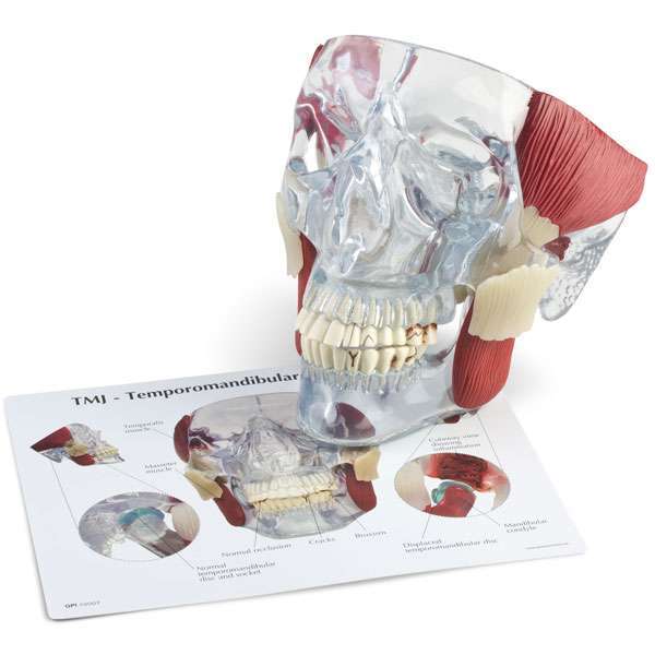 GPI Anatomicals TMJ Demonstrator Model, Life-Size 6″W x 6-1/2″H x 6″D