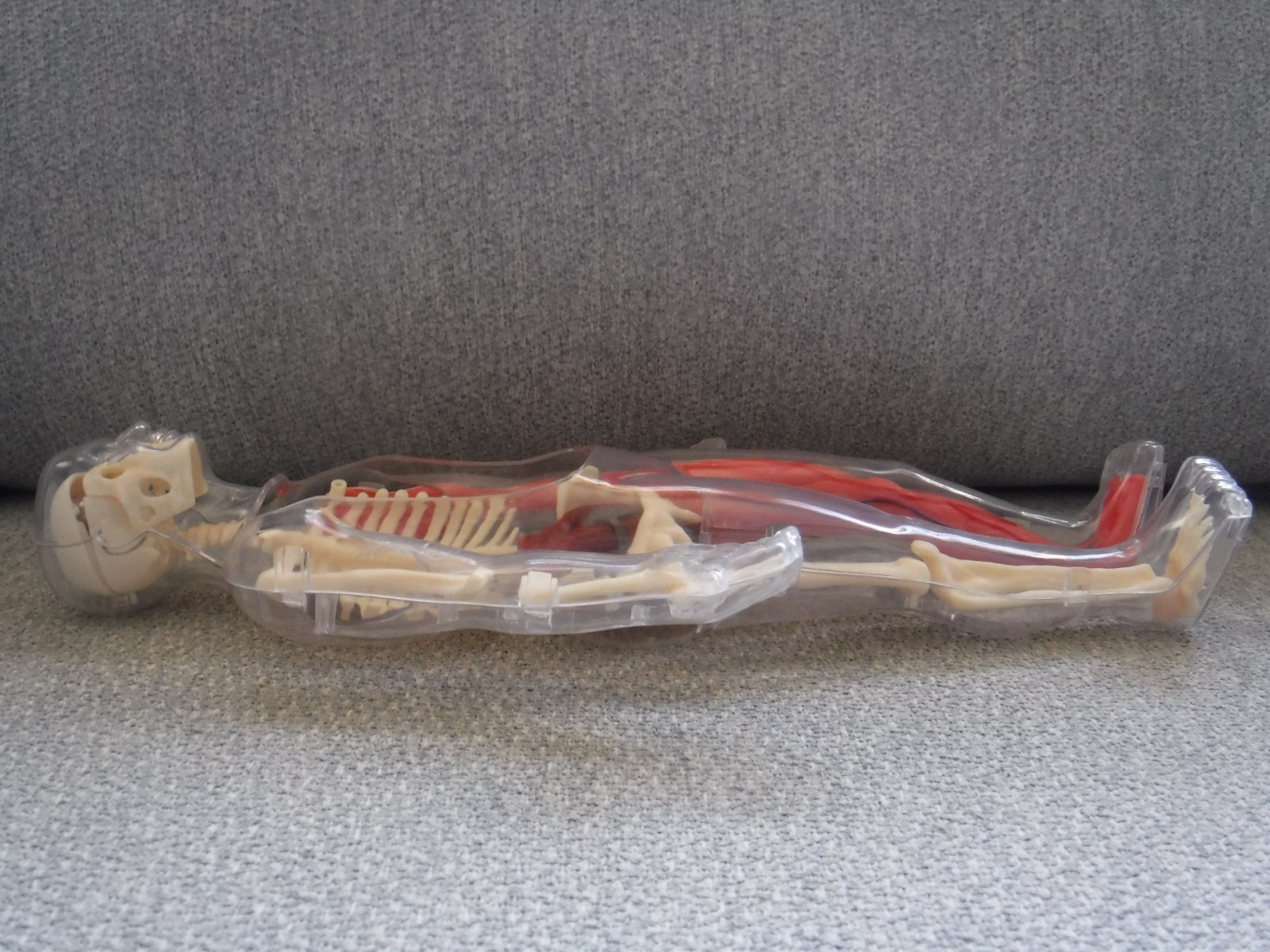 Human Body Anatomy Model 13″ Invisible Man Skeleton heart brain muscles lungs