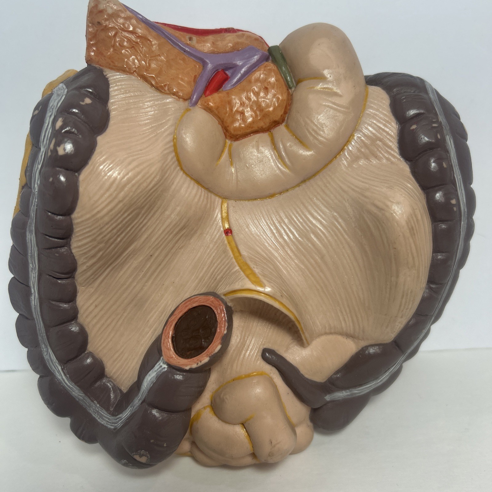 3B Scientific Spare Large And Small intestines Colon Anatomical Model For Torso