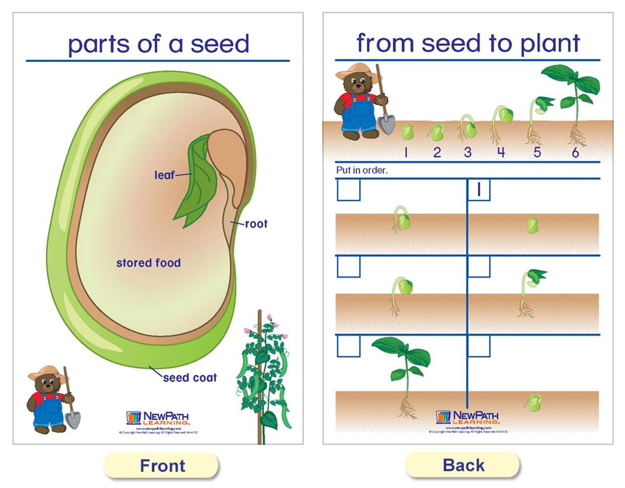 Newpath Learning Newpath All About Plants Bulletin Board Charts – English