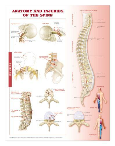 SPINE Laminated Wall Chart 20″ x 26″ Classroom/Professional LFA #96669