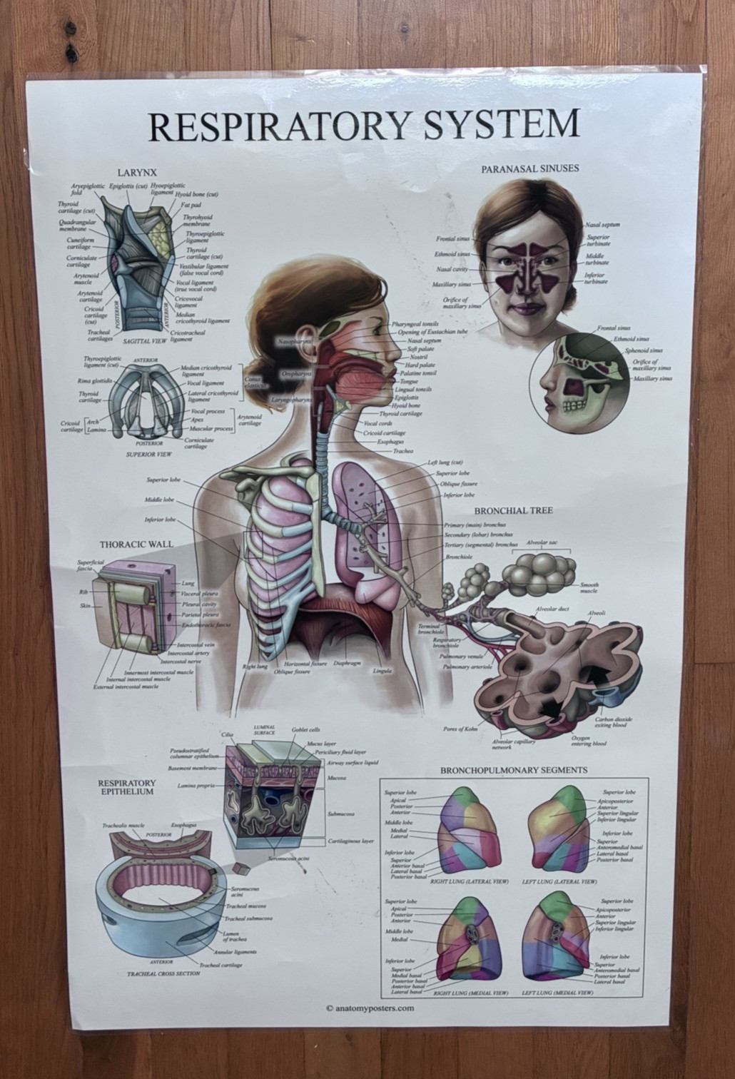 4 Human Anatomy Posters Laminated Medical Biology Health Classroom 18X27
