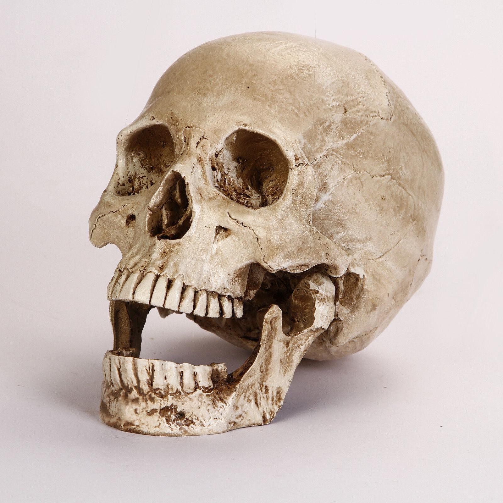 1:1 Resin Replica Life Human Anatomy Skull Collectable Bar Decoration Teaching
