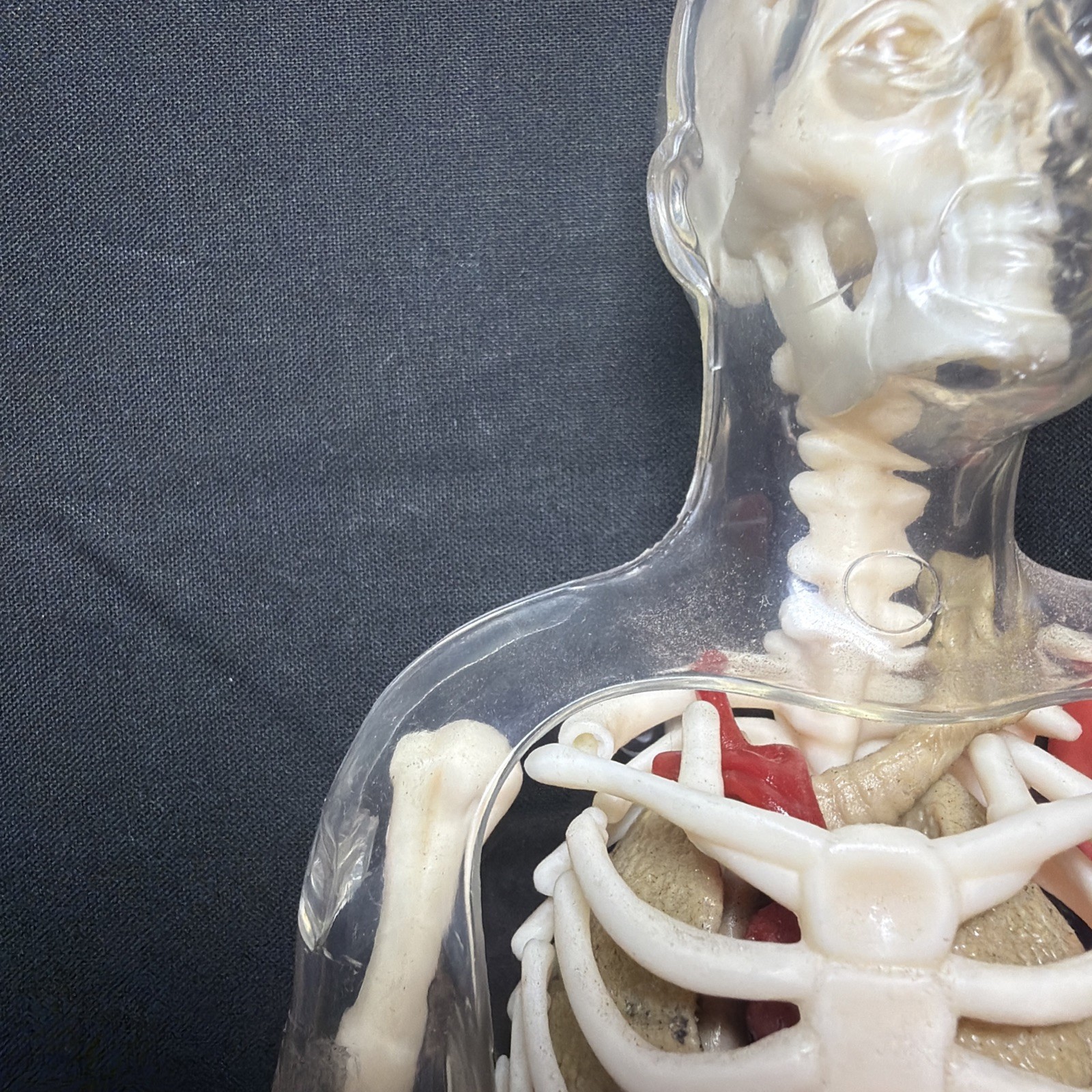 Vintage Human Body Model Anatomy Heart Brain Skeleton Muscles Lungs Student 13″