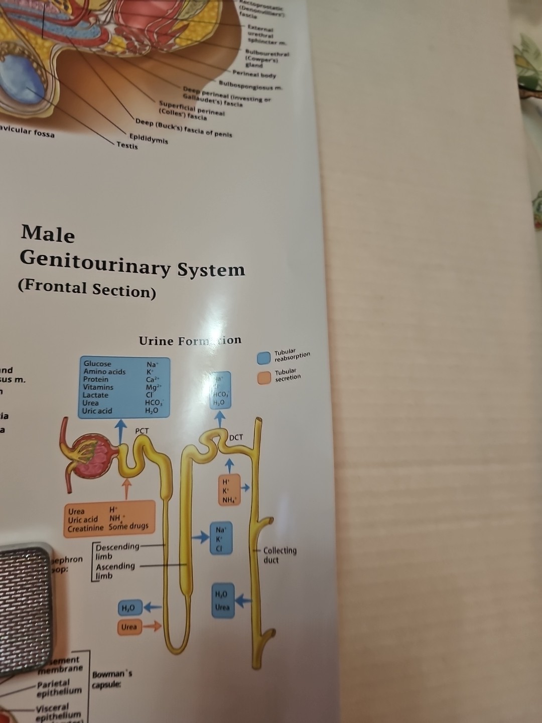 The Urinary System – 2 Sided MEDICAL Poster 29.5″ x 17.5″ In. Art Of Science Vtg