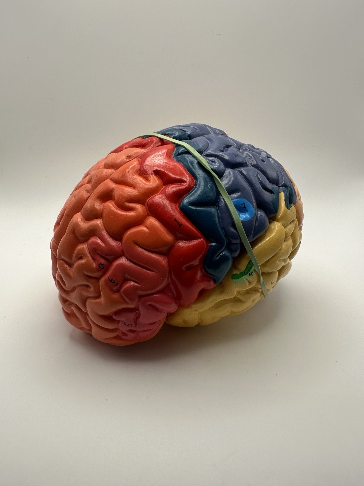 Human Brain Model Anatomy Teaching Brain Model 3 Part No Stand
