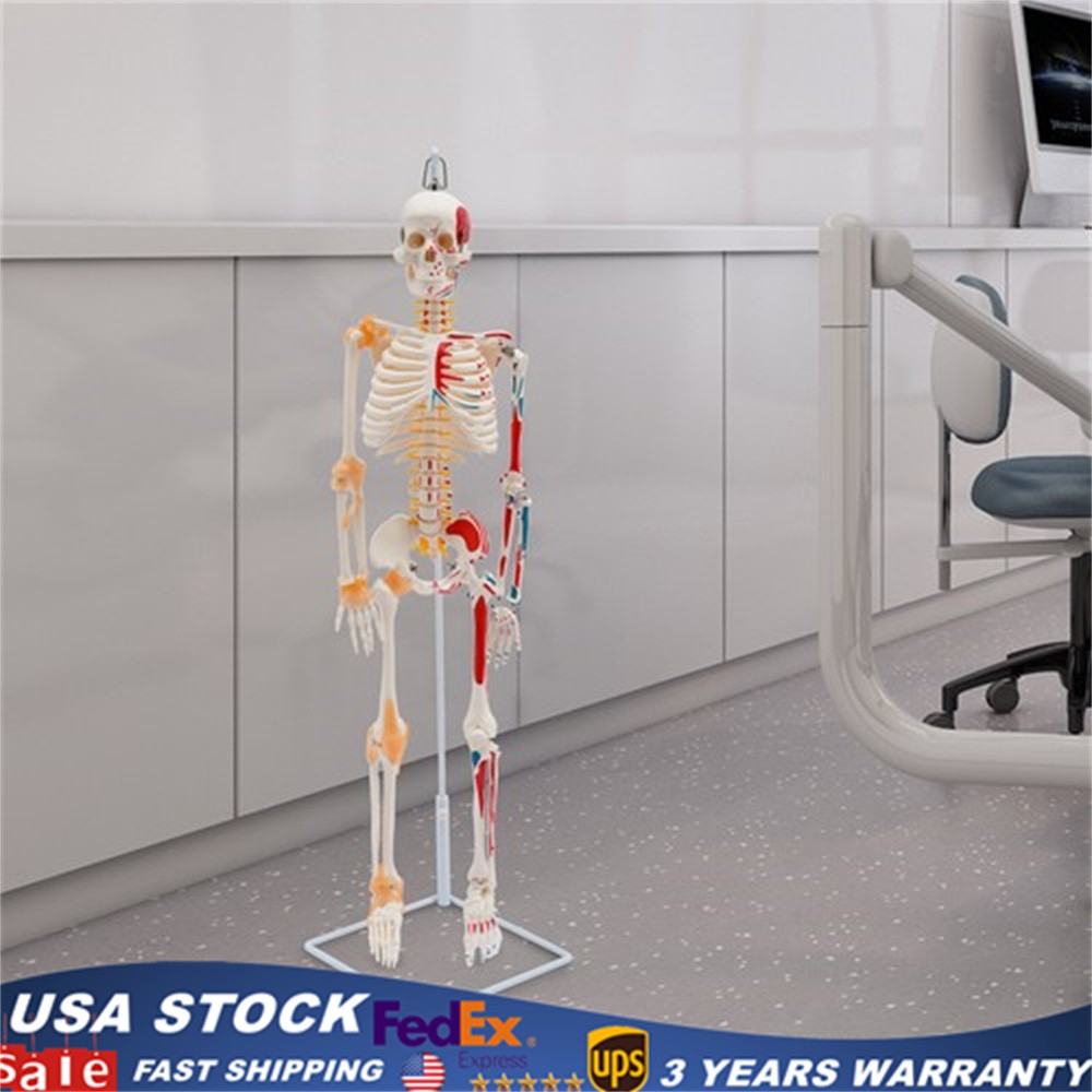 34″ Half Life Size Human Skeleton Model For Doctors’ Office or Anatomy Classroom