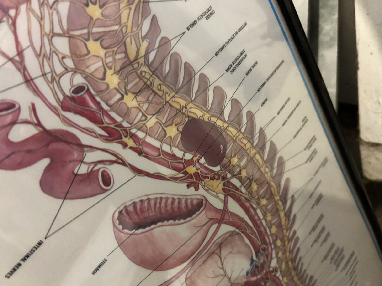 Large Framed Medical Chart