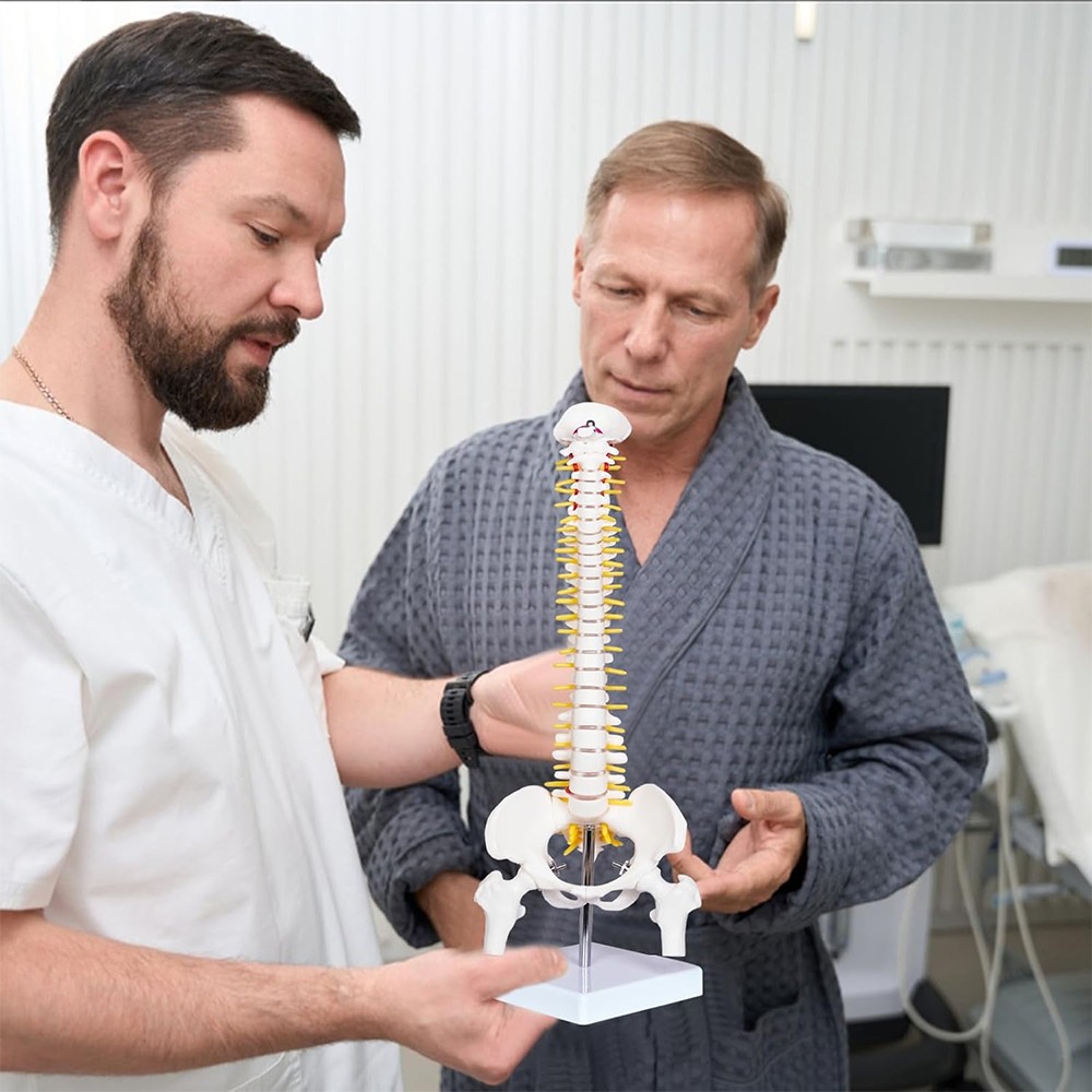 17.72 inch Human Spine with Pelvic Model Human Anatomical Anatomy Spine Model