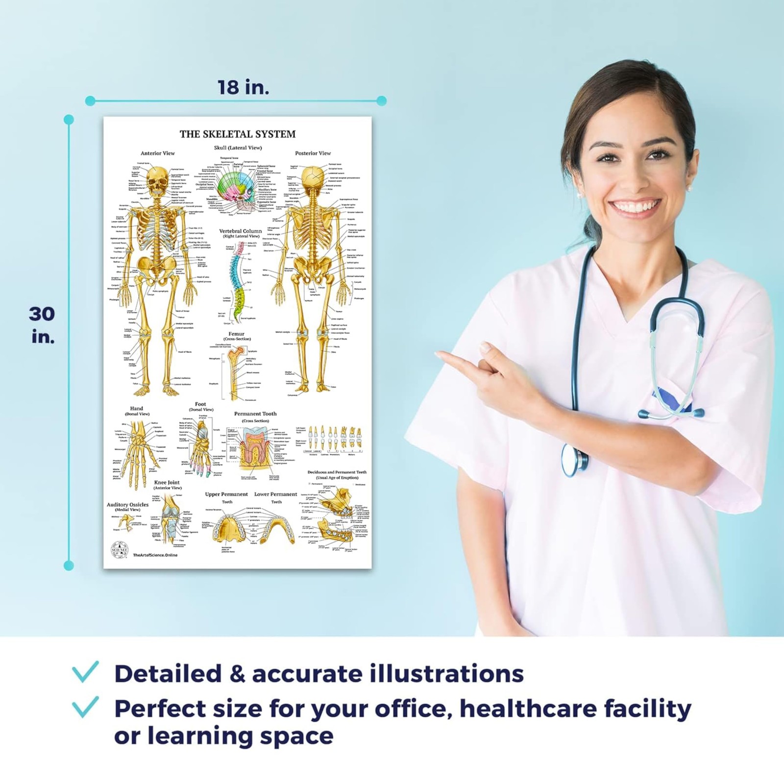 17 Human Anatomy Posters for Walls 18×30 – Medical Posters – Anatomy Charts