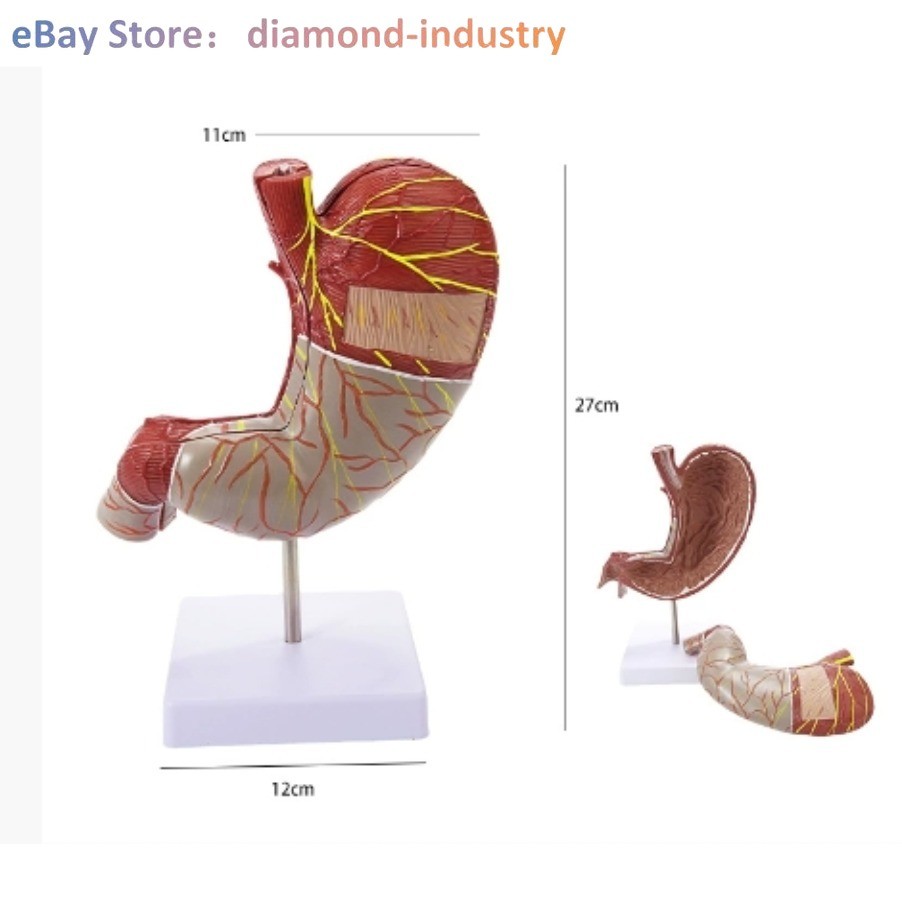 A 1.5x Size Human Digestive System Model Medical Science Stomach Anatomy
