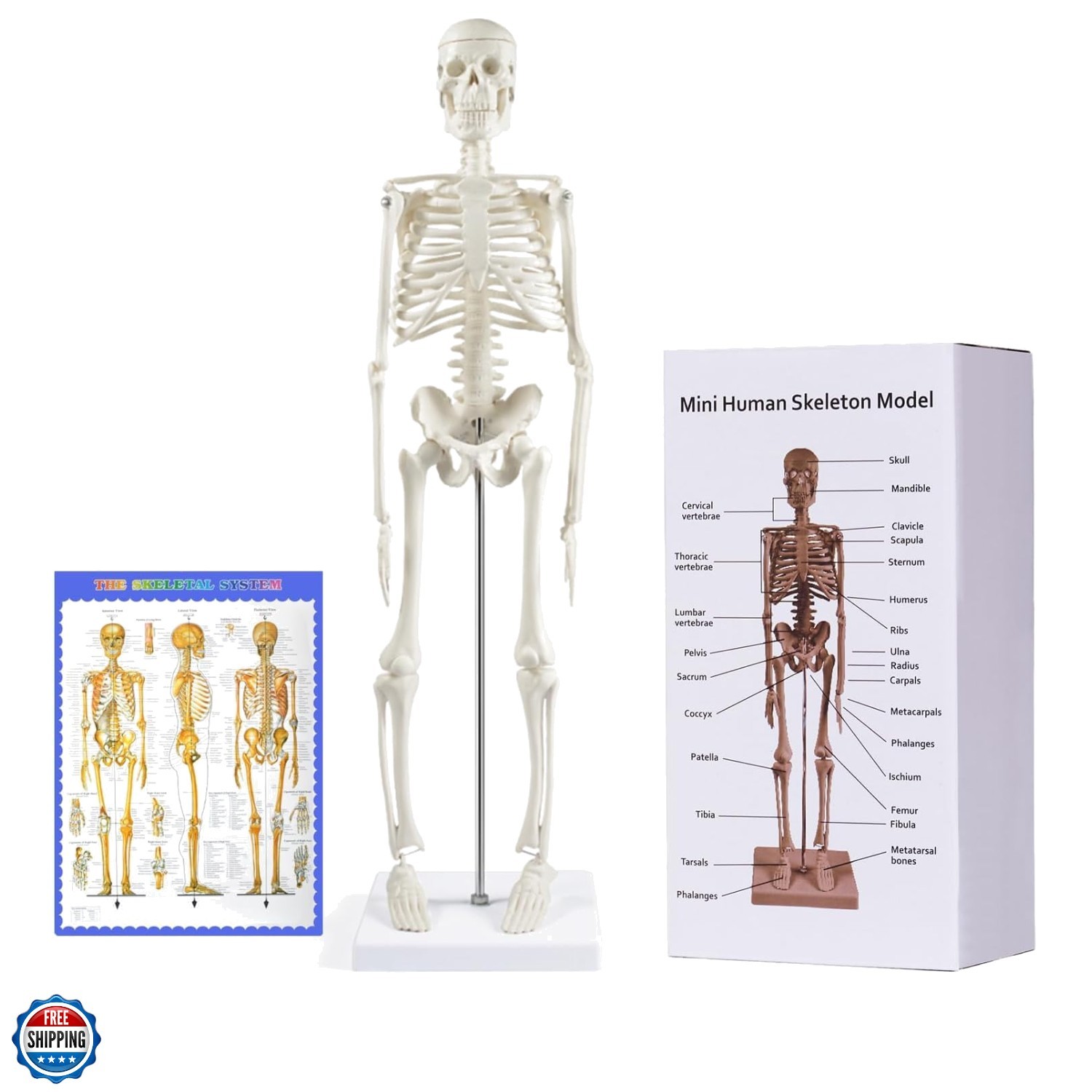 Human Skeleton Model for Anatomy: 17” Human Skeleton Model with Movable Arms …