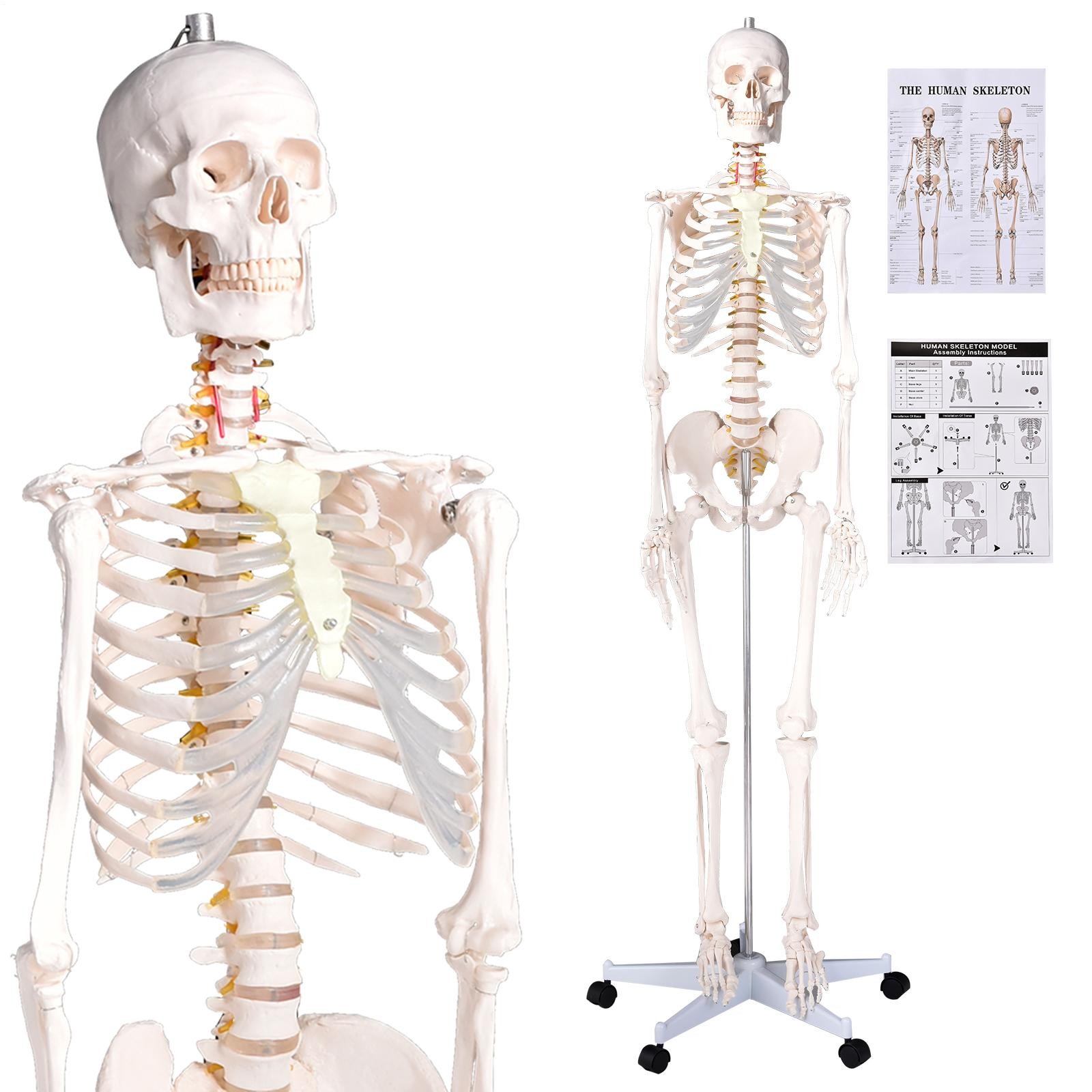 70″ Life-size Skeleton Model Human Anatomy Medical Students W/Rolling Stand