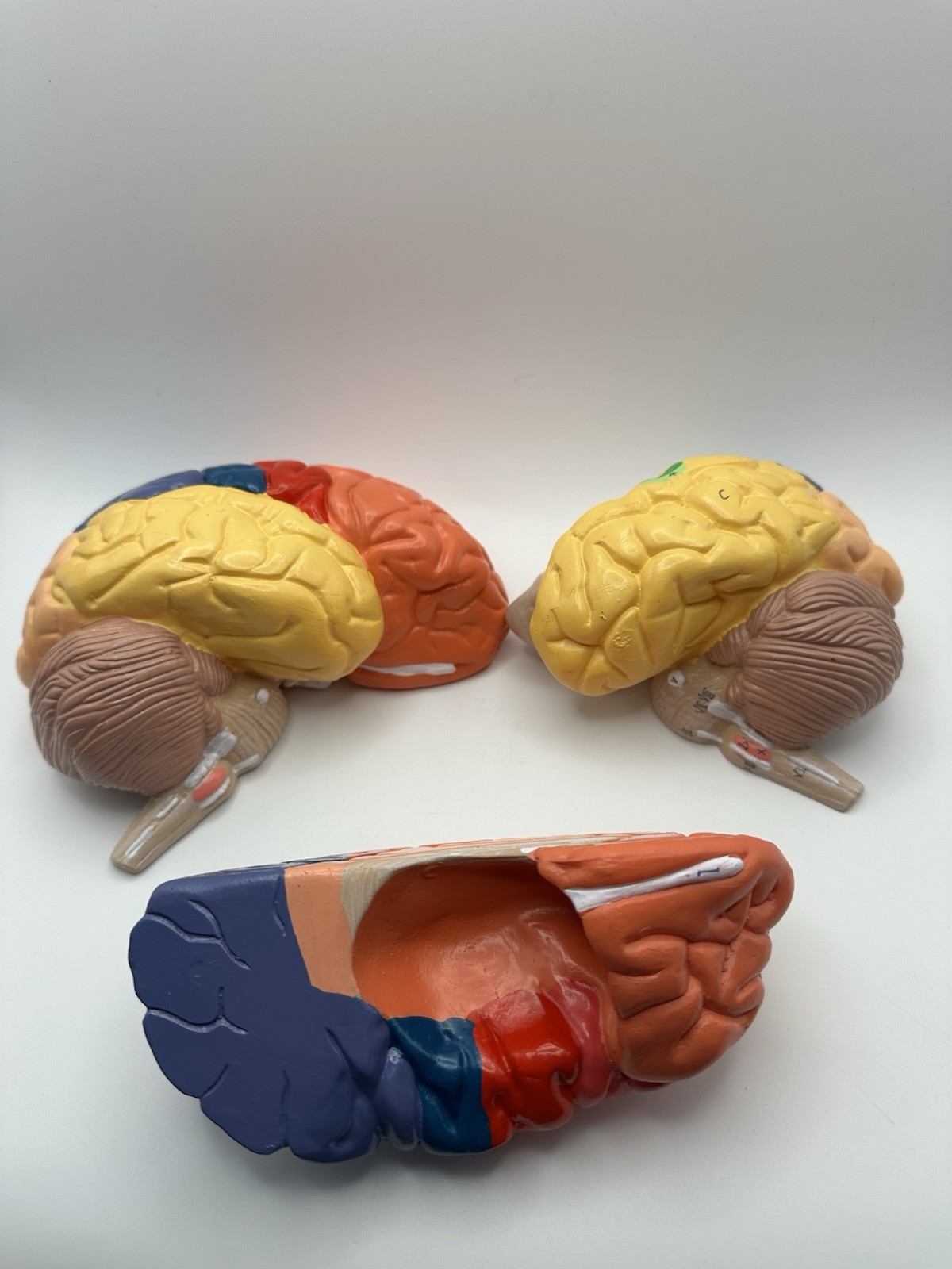 Human Brain Model Anatomy Teaching Brain Model 3 Part No Stand