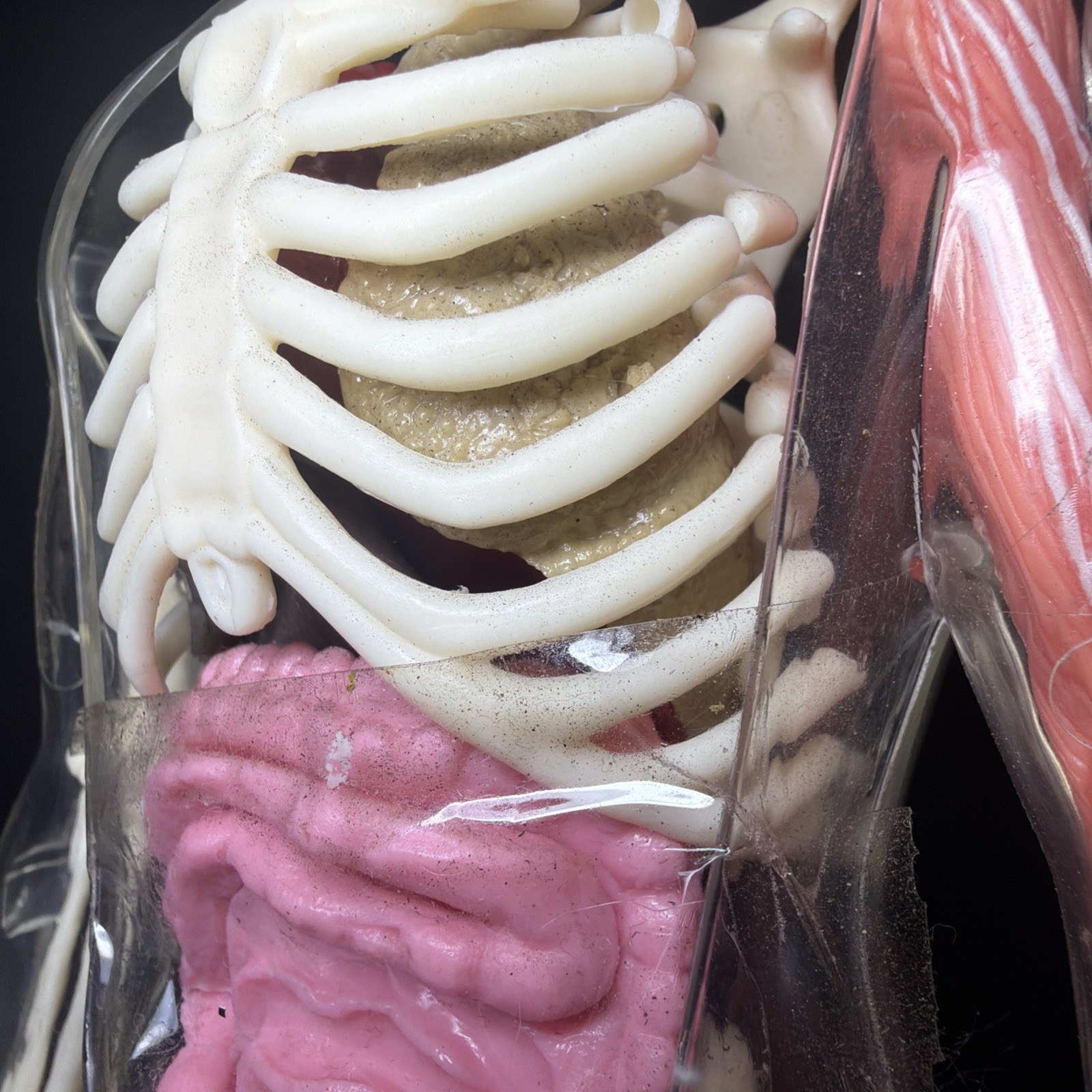 Vintage Human Body Model Anatomy Heart Brain Skeleton Muscles Lungs Student 13″