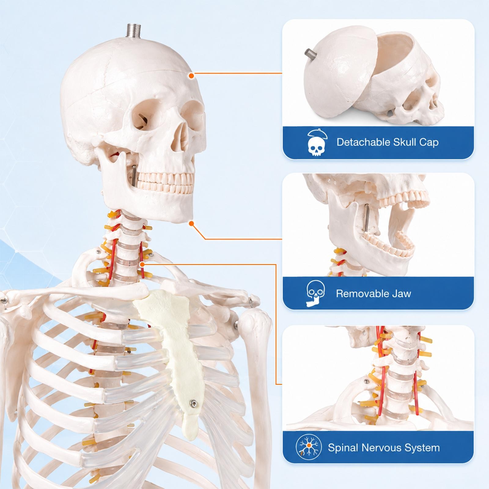 70″ Life-size Skeleton Model Human Anatomy Medical Students W/Rolling Stand