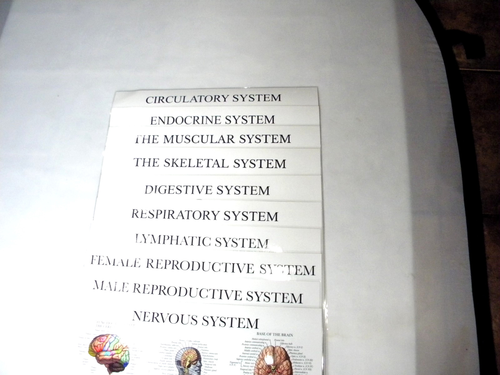 Anatomy Poster Set of 10 Double Sided Laminated 17.5″x26″
