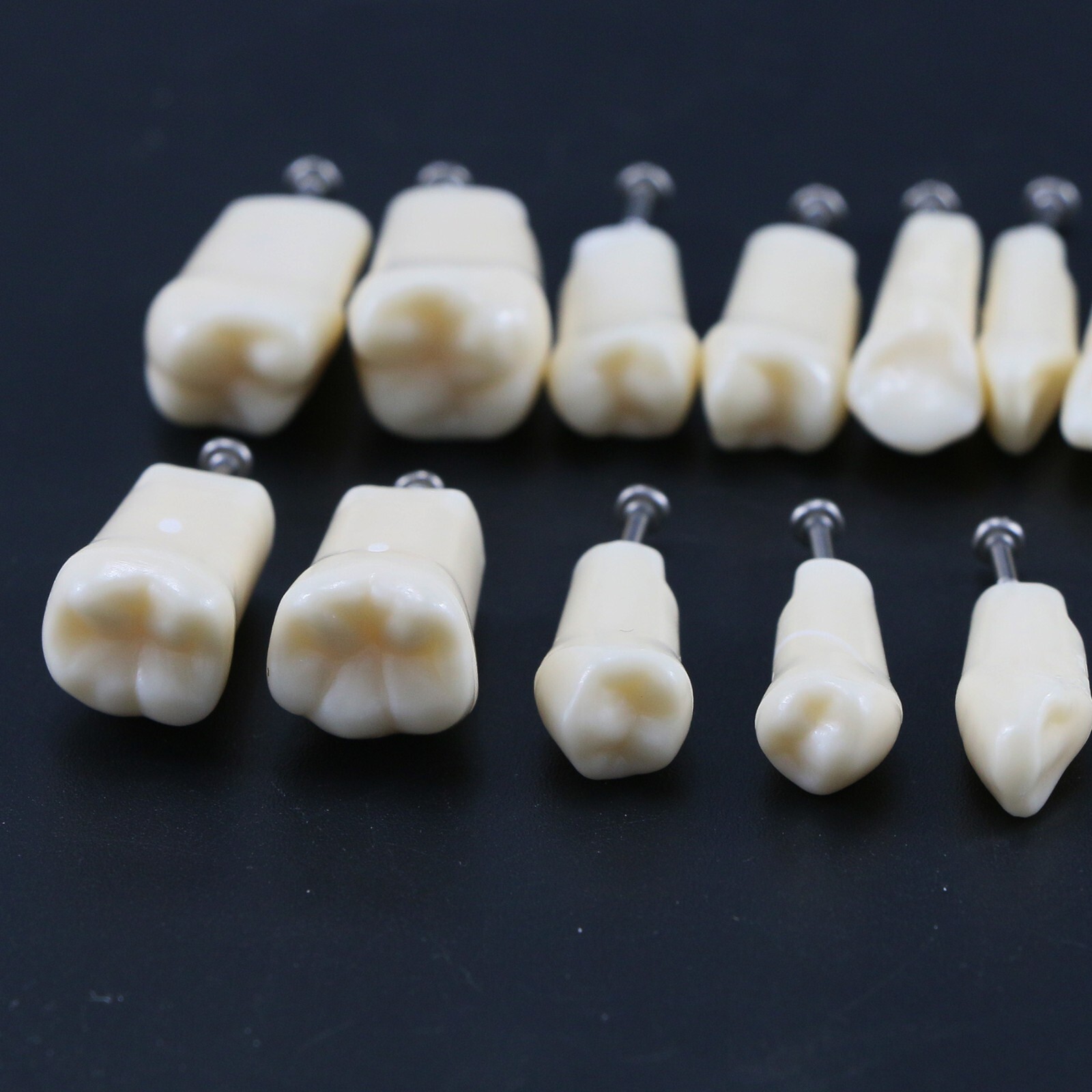 US Dental 28Pcs Typodont Teeth Mounting Pole Model fit Kilgore Nissin 200 Type