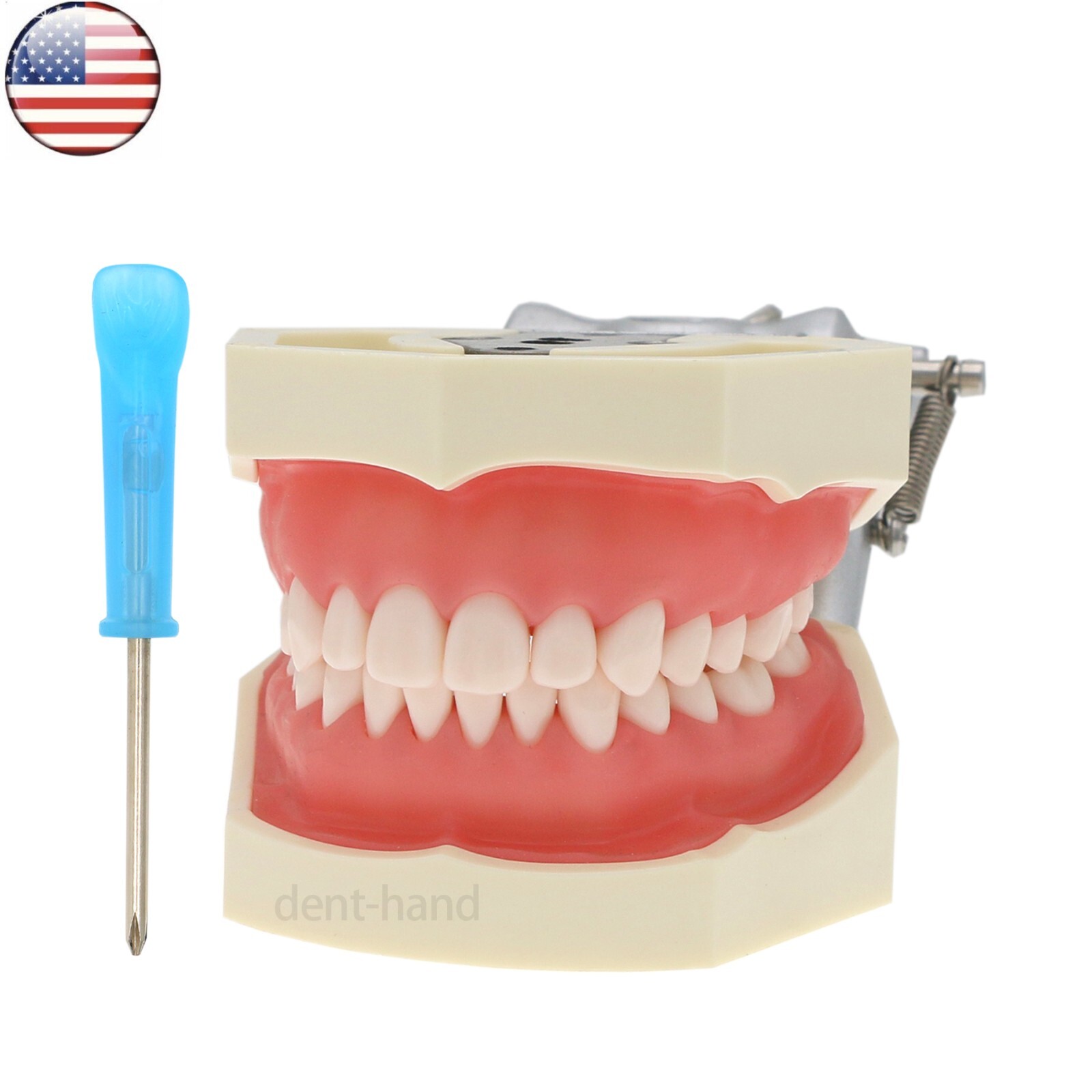 US Dental 28Pcs Typodont Teeth Mounting Pole Model fit Kilgore Nissin 200 Type