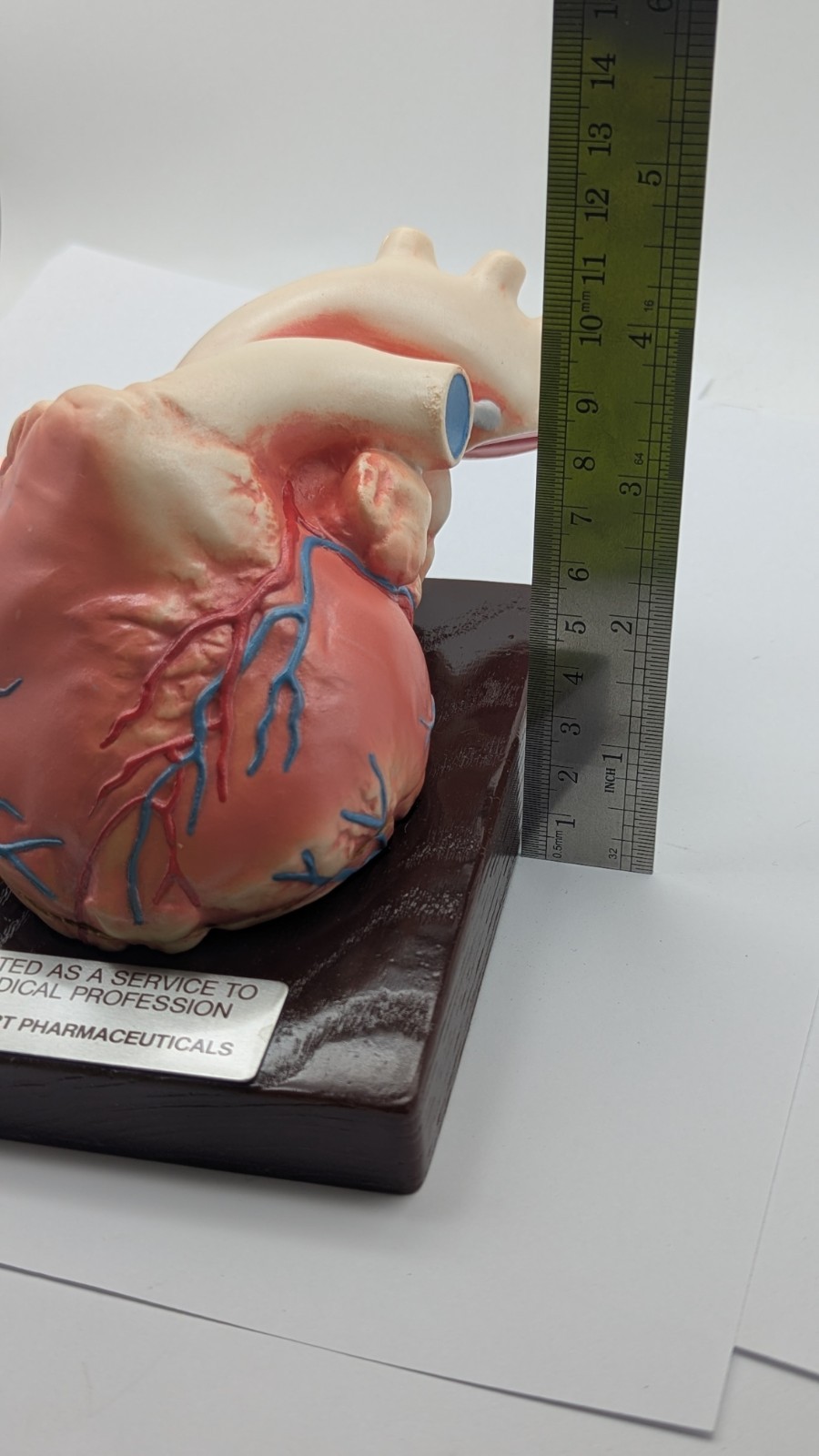 Vintage Human Heart Anatomical Model Stewart Pharmaceutical 1960’s DISPLAY