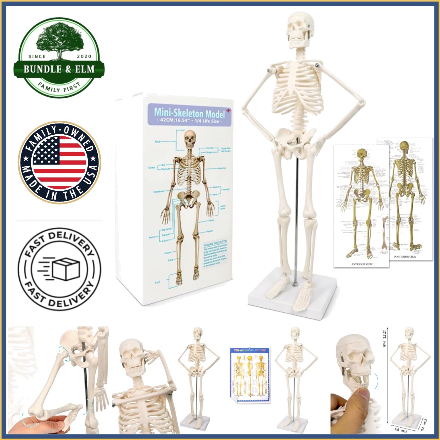 17.7 Inch Human Skeleton Model for Anatomy Study with Movable Limbs and Joints