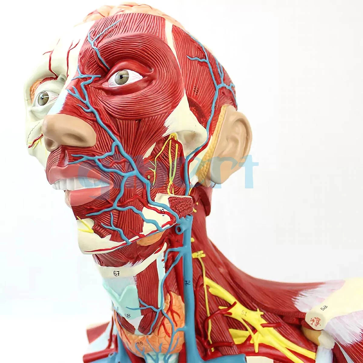 NEW PVC Human Cranial Cavity Head Neck and Thoracic Anatomy Model Medical School