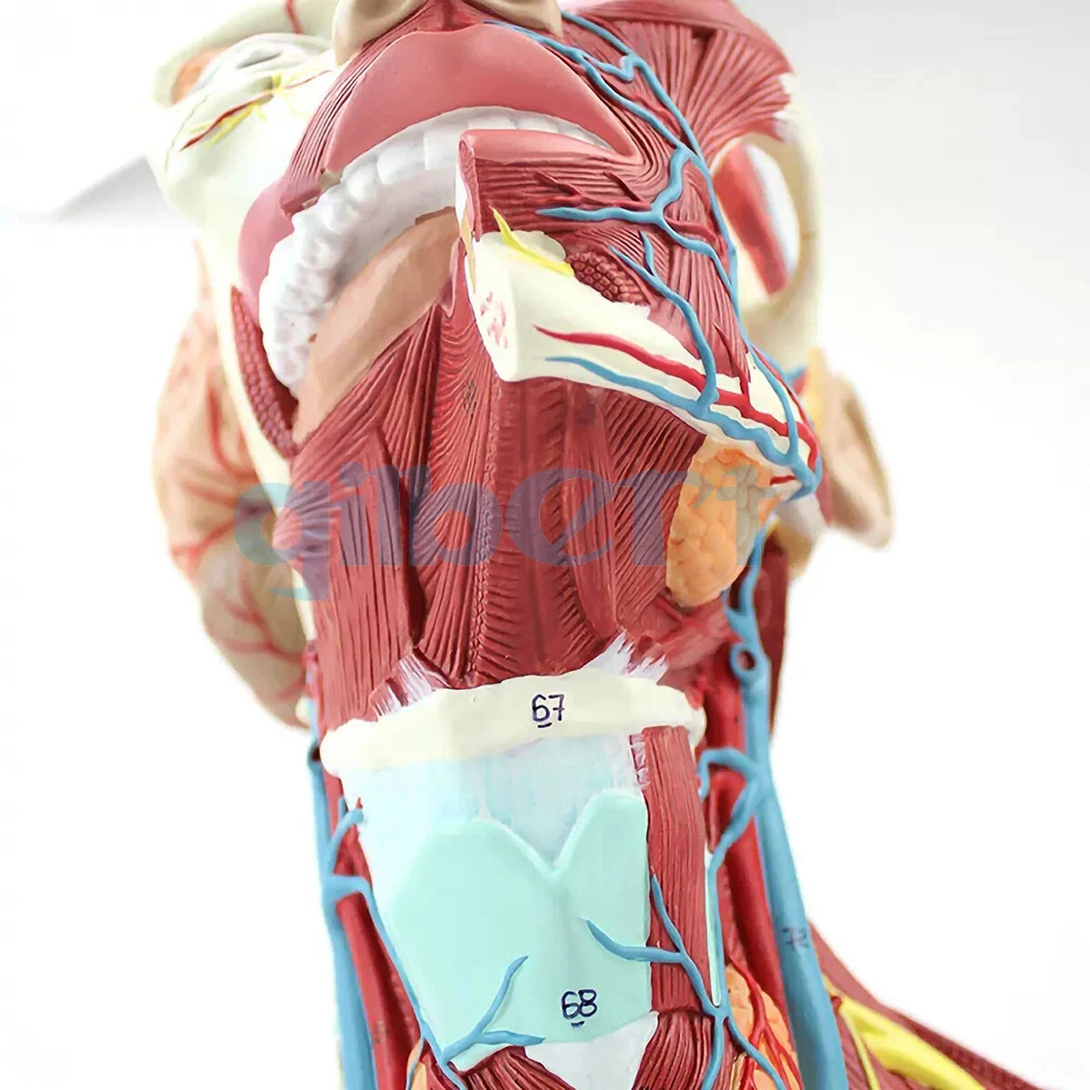 NEW PVC Human Cranial Cavity Head Neck and Thoracic Anatomy Model Medical School