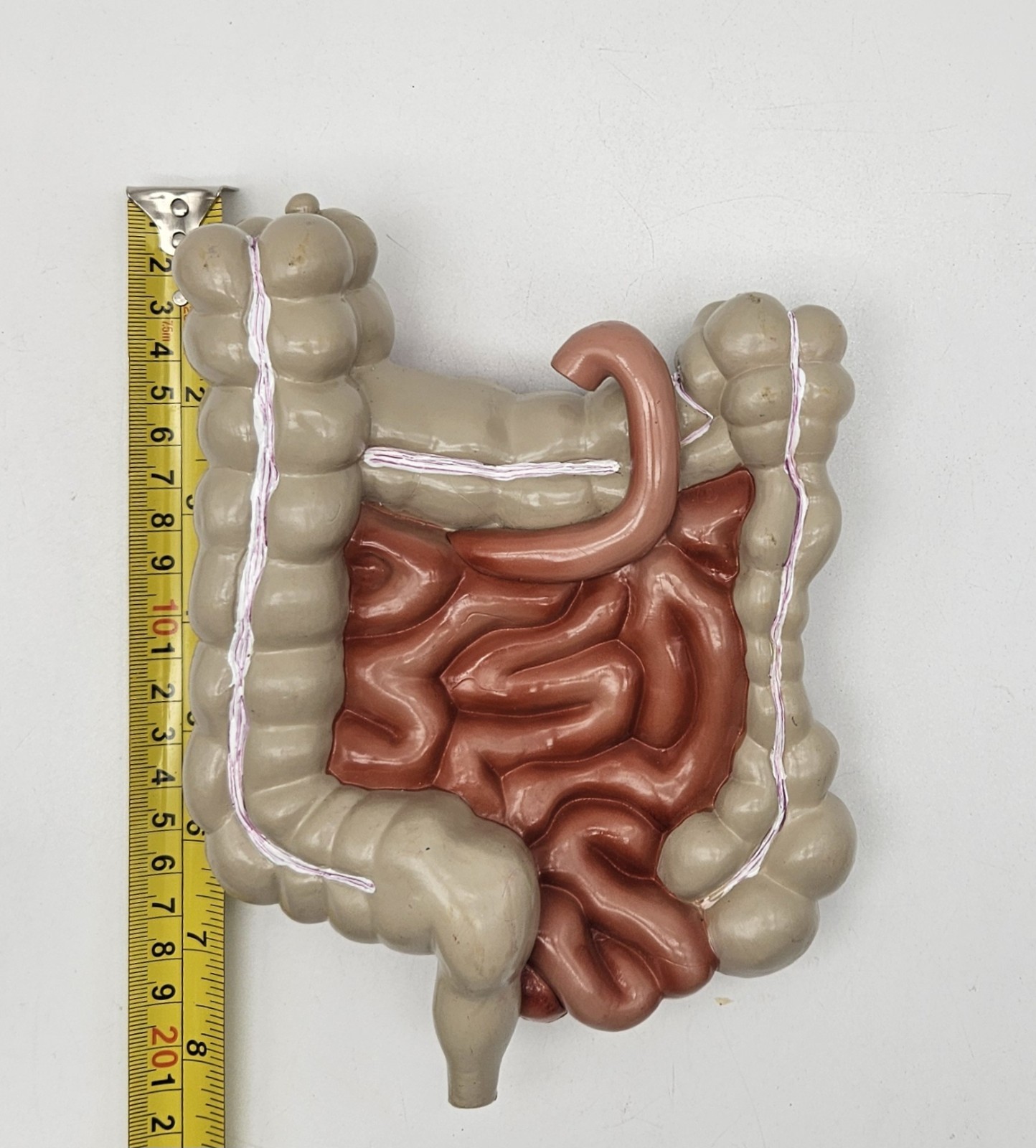 GI Tract Anatomy Model Handpainted Medical Display Gastro Intestinal Display