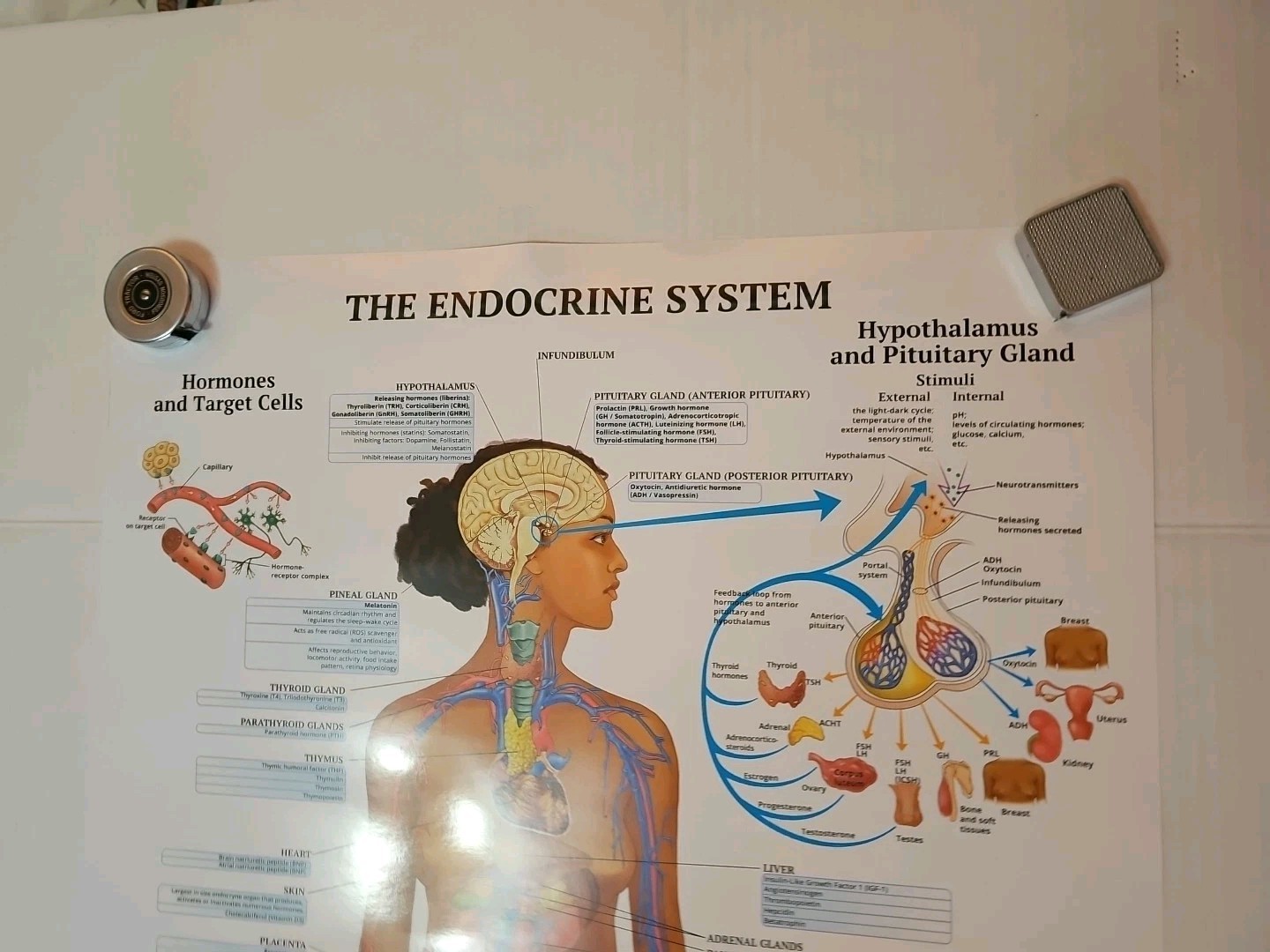 The Endocrine System 2 Sided Medical Poster 29.5″ x 17.5″ In. The Art Of Science