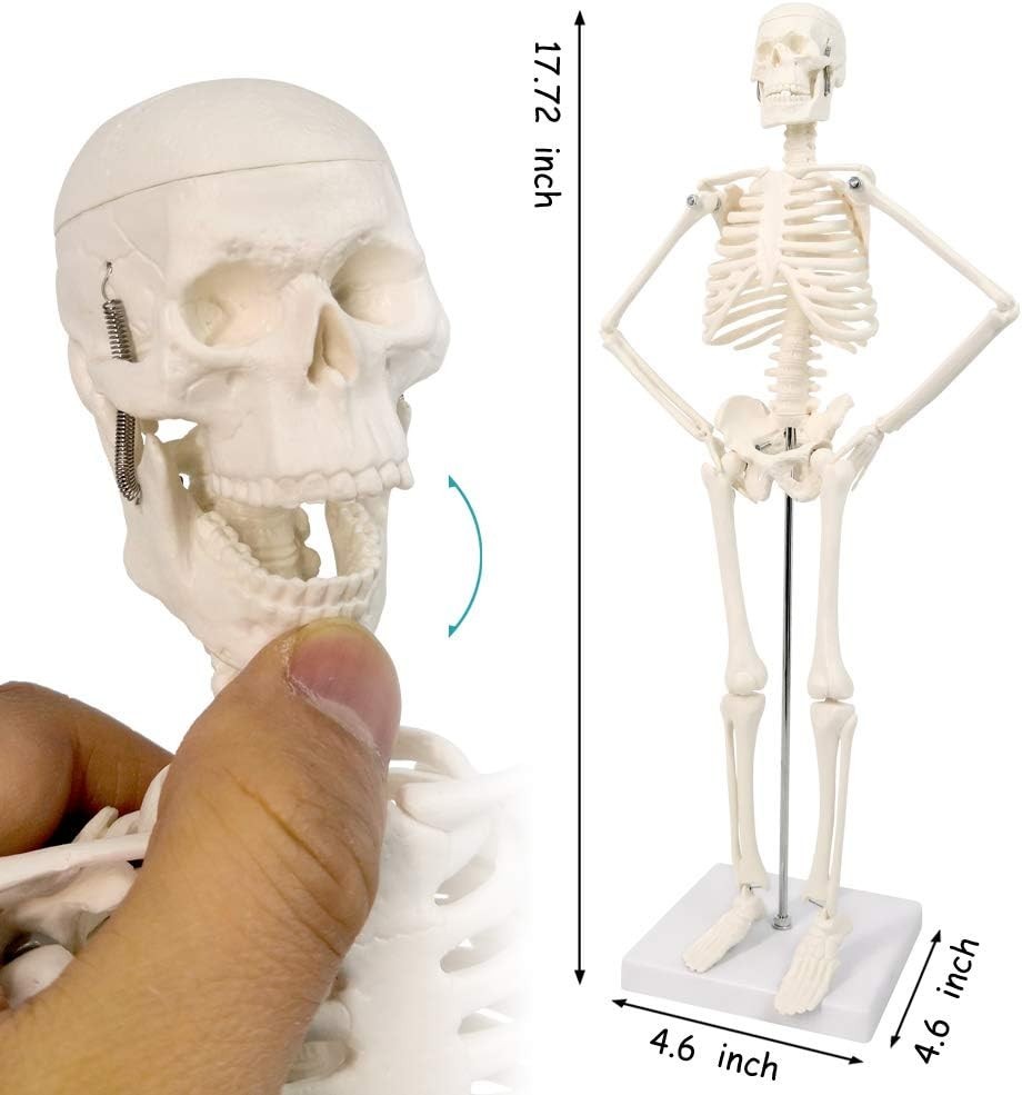 17.7 Inch Human Skeleton Model for Anatomy Study with Movable Limbs and Joints