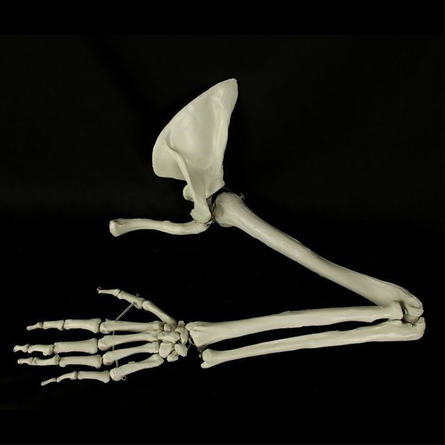 New Life Size Pair BUCKY SKELETON ARMS Set-2nd Class Resin Anatomical Upper Limb