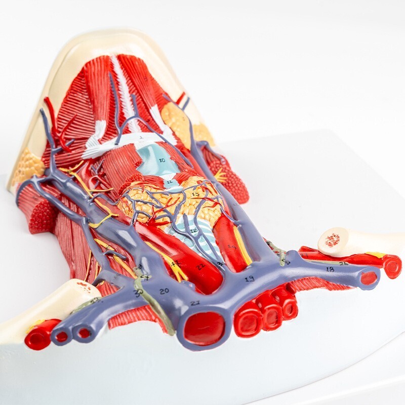 1:1 Anterior cervical muscle, neck muscle nerve, medical anatomical model