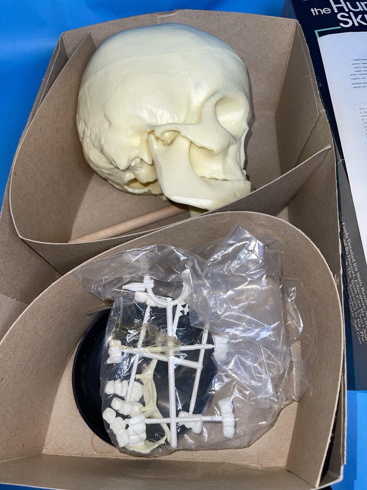Lindberg The Human Skull Life Size Anatomical Model Kit Movable Jaw Complete VTG