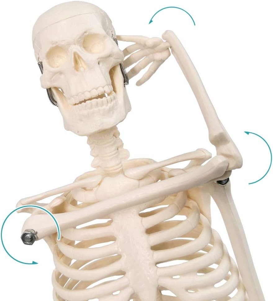 17.7 Inch Human Skeleton Model for Anatomy Study with Movable Limbs and Joints